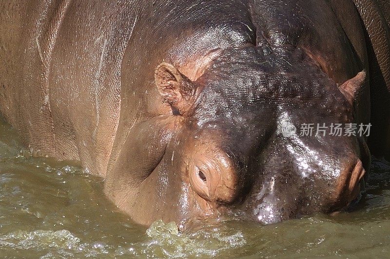 非洲野生河马在肯尼亚野生动物园的水中降温，河马的眼睛、耳朵和皮肤的特写照片，危险的动物/河马在奈瓦沙湖晒太阳和沐浴在泥泞的水中，肯尼亚，非洲，眼睛和耳朵伸出来